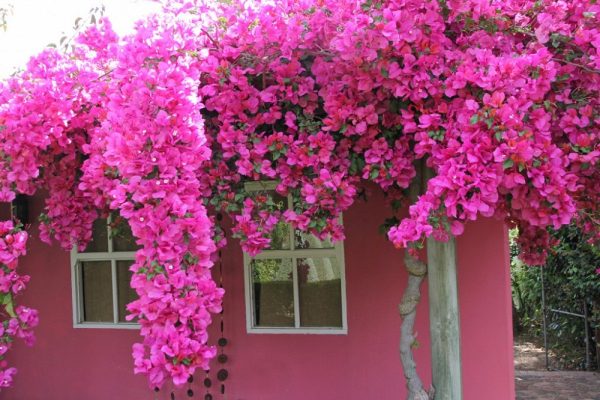 Ngất ngây trước những ngôi nhà có giàn hoa giấy đẹp mỹ mãn